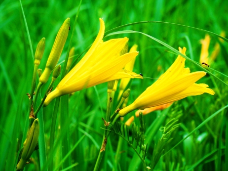 Yellow lilies blossom on meadows in the middle of the summerの写真素材