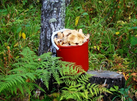 Pailful of honey agarics stand under a silver birch in the woodの写真素材