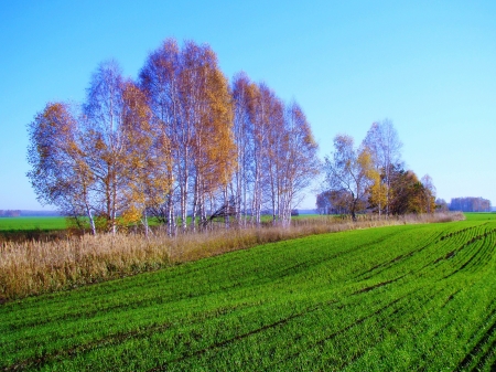 Winter shoots brightly turned green in the field of the farmer in the fallの写真素材
