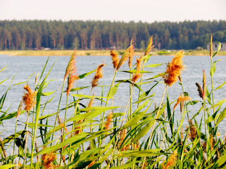 nature, wild, landscape, summer, springtime, winter, autumn, fall of the leaves, puddles, sky, blue, buds, green, sheet, flowerses, steepe, steppe, wood, tree, sundowns, rises, morning, evening, birches white, herb, rime, ice, icicles, water, lake, river,の写真素材