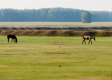                                In steppes of Altai two house horses are grazedの写真素材