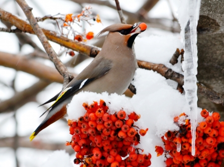 Sviristel eats red berries in a winter gardenの写真素材