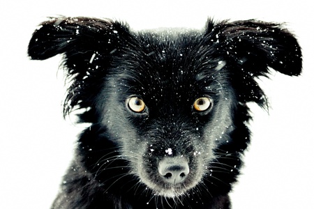 The watchdog looks devoted eyes at the photographerの写真素材
