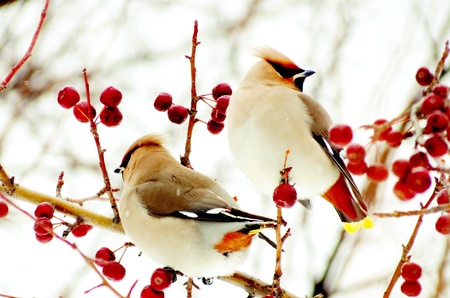                                Sviristeli in a winter garden are fed with red applesの写真素材