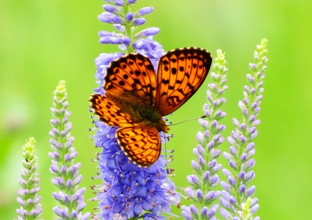                                Butterflies on a meadow flit on blue flowersの写真素材