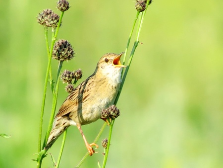          Singing young Mint sits in the morning on the Green branch