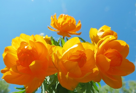                                   The Asian kupalnitsa blossoms in steppe ravines in Juneの写真素材