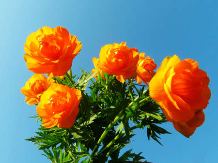                                   The Asian kupalnitsa blossoms in steppe ravines in Juneの写真素材