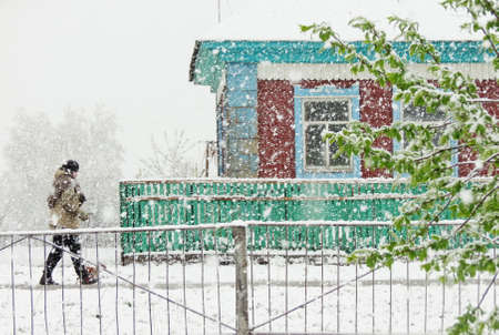    White flakes of the snow slowly fall to spring land                            の写真素材