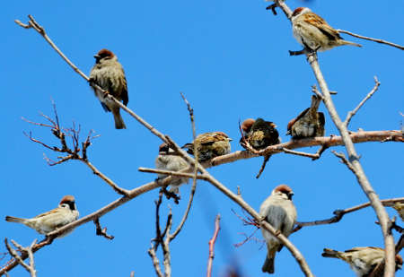 Gray sparrow sits on branch tree in gardenの写真素材