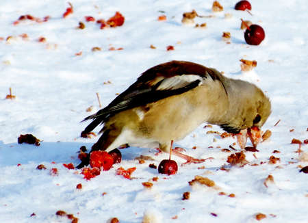            Grosbeak eats red berry on snow in garden                    の写真素材