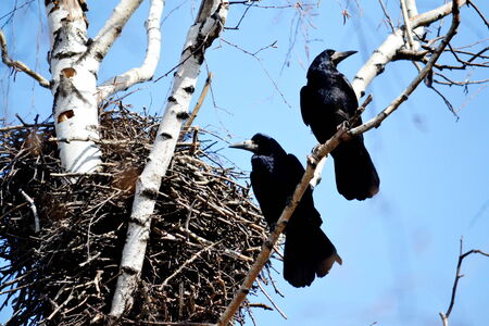 Rooks have ed to remove nestling by springtime on white birchesの写真素材