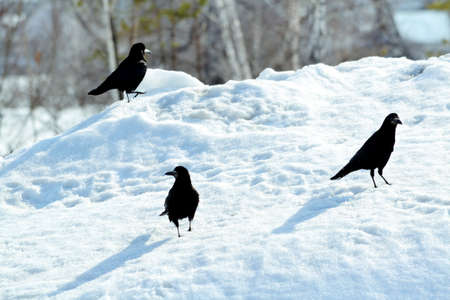 Rooks have ed to remove nestling by springtime on white birches