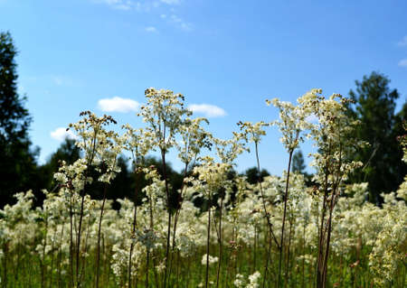 Summer in steppe grows much field colours