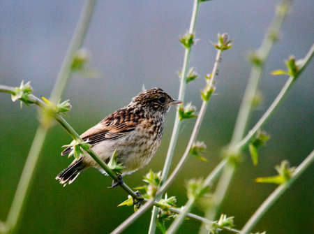 CHernogolovyy stamp builds jack and removes nestling in steepe regionの写真素材