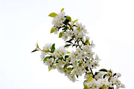 Springtime by white colour are covered all fruit plantsの写真素材