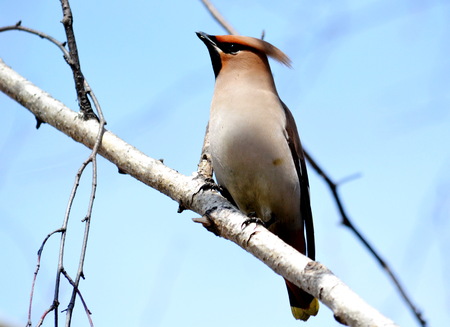 At winter day of the waxwings eat on snow by red berryの写真素材