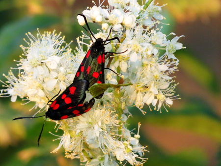 At warm year day insect steppes proceed with duplicationの写真素材