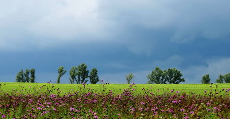    Summer in steppe grows much field colours                            の写真素材