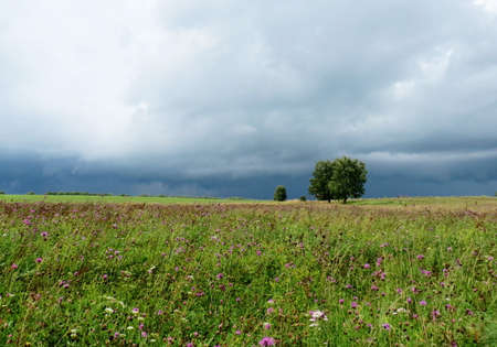       Summer in steppe grows much field colours                         の写真素材