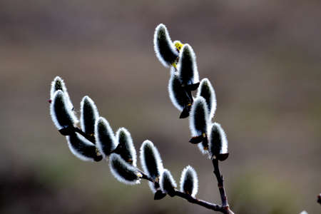 Springtime at May swell buds willow shrubbery
