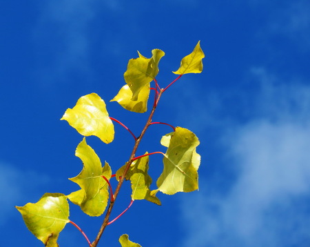       ZHeltye sheet tree are a first sign autumn                         の写真素材