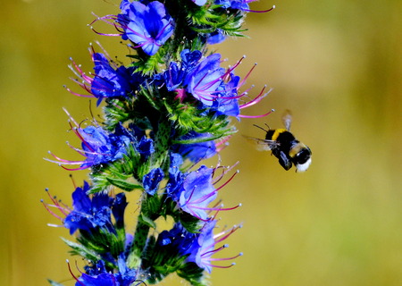 At warm year day insect steppes proceed with duplicationの写真素材
