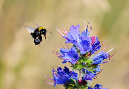 At warm year day insect steppes proceed with duplicationの写真素材
