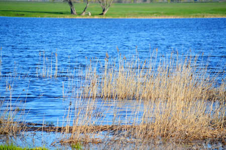 Springtime on steepe lake fly to multiply wild ducks