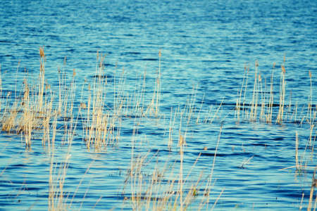 Springtime on steepe lake fly to multiply wild ducksの写真素材