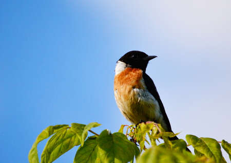 CHernogolovyy stamp builds jack and removes nestling in steepe regionの写真素材