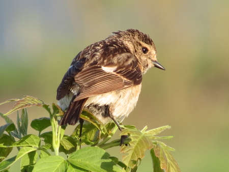 CHernogolovyy stamp builds jack and removes nestling in steepe regionの写真素材