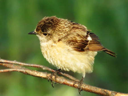 CHernogolovyy stamp builds jack and removes nestling in steepe regionの写真素材