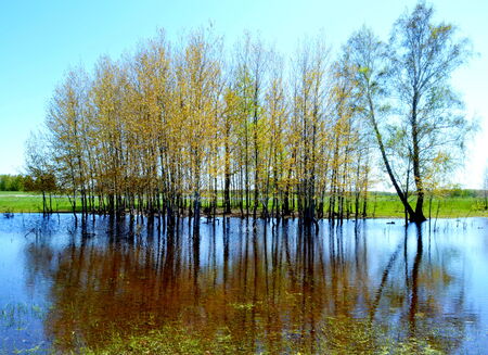 Summer in steppe and on lake sprouts many colourの写真素材