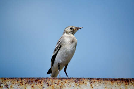 Blanching wagtail flies springtime in steppe Altaya to remove nestlingの写真素材