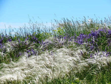 Blue usual meadow flowerses decorate summer a steppe