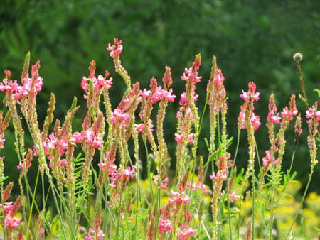     Summer in steppe grows much field colours                           の写真素材