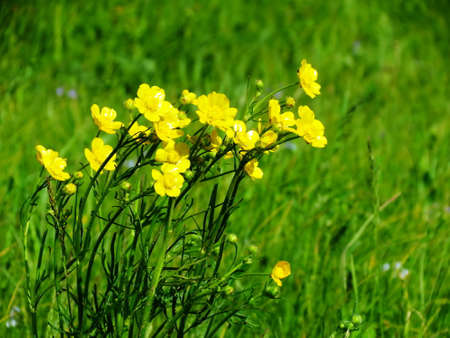 Summer in steppe grows much field colours