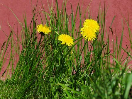         Summer in steppe grows much field colours                       の写真素材