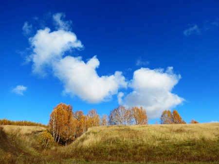 Autumn has ed sheet in wood on treeの写真素材