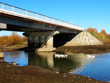        Summer in steppe and on lake sprouts many colour                        の写真素材