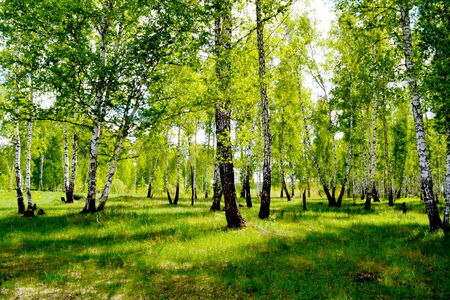 Summer in steppe grows much field coloursの写真素材