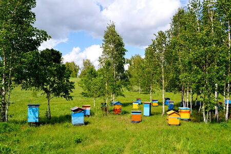 On apiary Altaya gain very tasty and useful honey