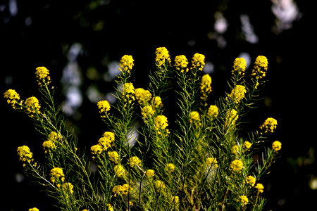 Summer in steppe grows much field colours