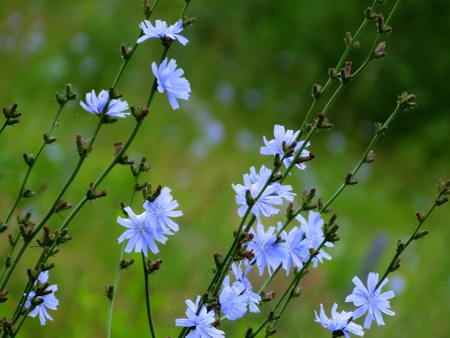                             Summer in steppe grows much field colours  の写真素材