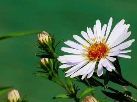         Summer in steppe grows much field colours                       の写真素材