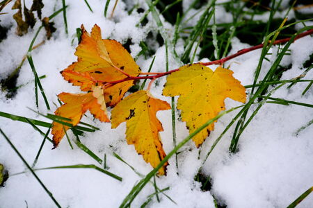 Autumn has ed sheet in wood on treeの写真素材