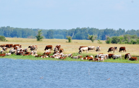 Summer in steppe and on lake sprouts many colourの写真素材