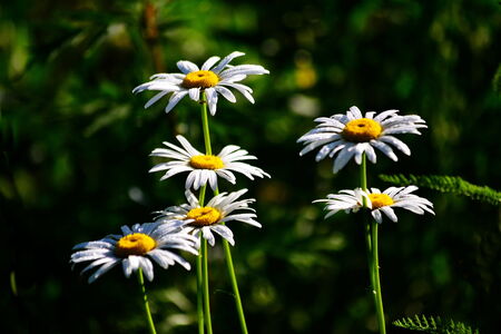 White field daisywheels grow summer on meadow Altayaの写真素材