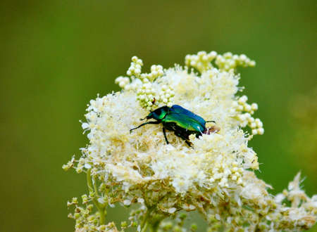 At warm year day insect steppes proceed with duplicationの写真素材